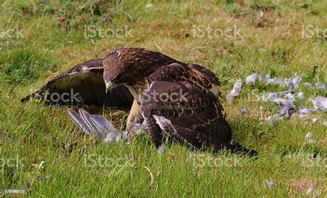 American Red Tailed Hawk With Its Prey Stock Photo Download Image Now