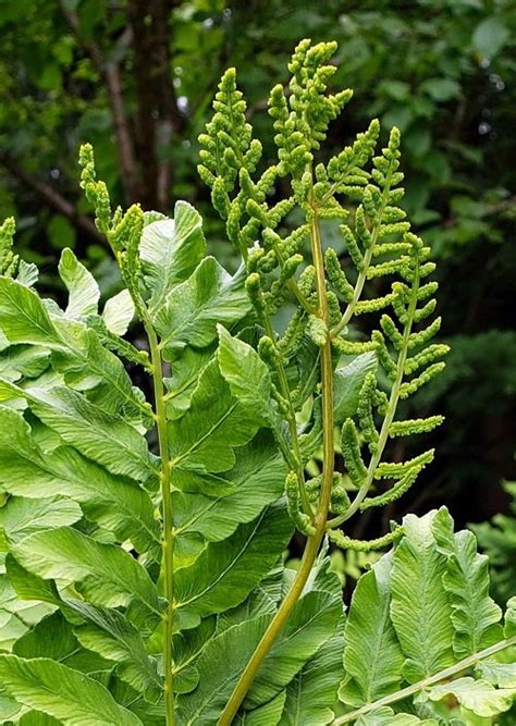 10 Edible Ferns That You Must Add To Your Dishes Balcony Garden Web