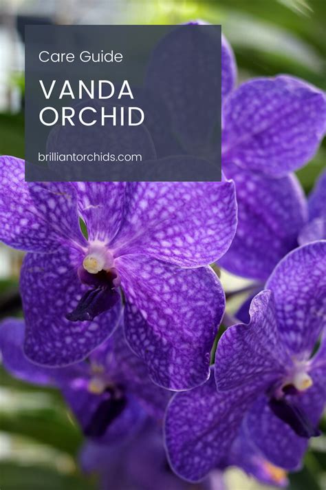 Vanda Orchids Beginner S Care Guide Pictures Artofit