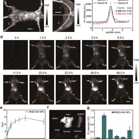 Nir‐ii Fluorescence Imaging Of Bndi‐me Nps In Vivo A Nir‐ii