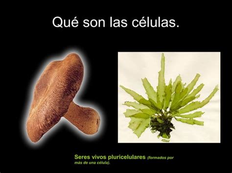 Las células seres vivos unicelulares PPT