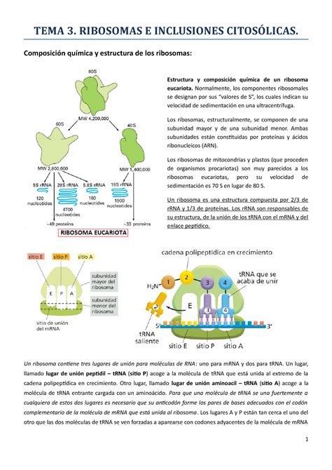 Tema Inclusive Biologa Celular I Tema Ribosomas E