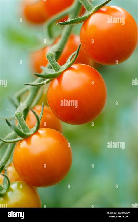 Planta De Tomates Invernadero Fotograf As E Im Genes De Alta Resoluci N