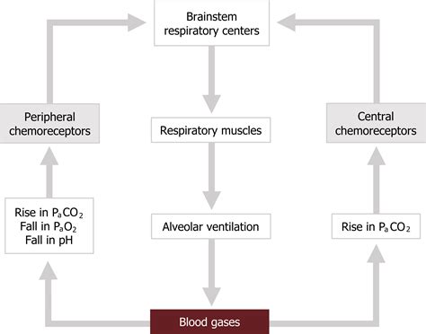 Control of Breathing – Pulmonary Physiology for Pre-Clinical Students