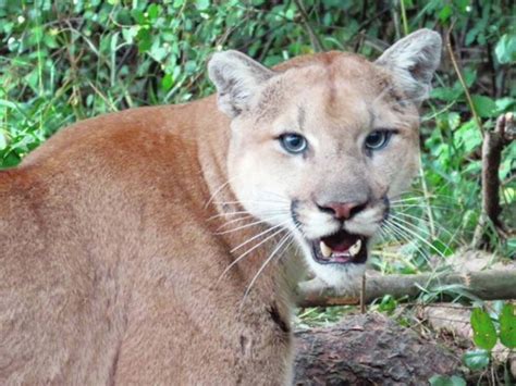 Warning Issued After Cougar Seen Near Langford School Victoria Times