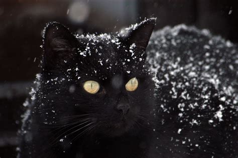 Fotos Gratis Nieve En Blanco Y Negro Oscuridad Gato Negro Bigotes