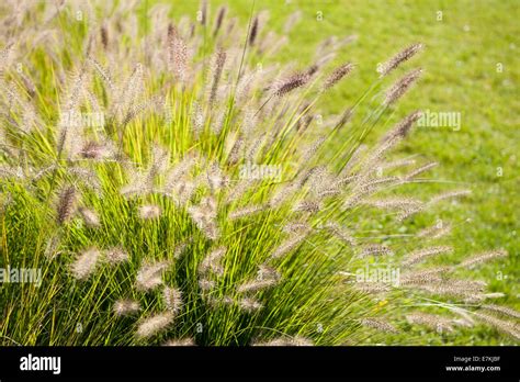 Pennisetum Alopecuroides Autumn Magic Hi Res Stock Photography And