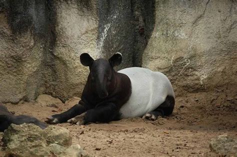 Fun Malayan Tapir Facts For Kids | Kidadl