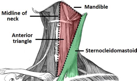 Unit Anterior Triangle Of Neck Submandibular Region Theory