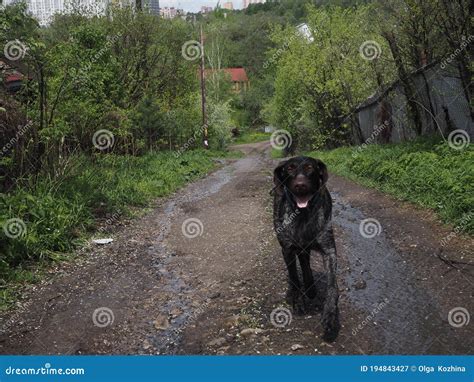 Chien Chasser La Race Allemande Dans Les Bois Image Stock Image Du Fond Loisirs 194843427