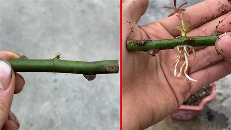 How To Propagate Rose Branches From Bananas Youtube