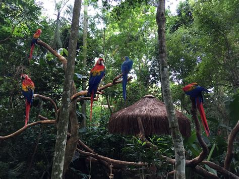 Araras Viveiro das Araras Parque das Aves Foz do Iguaçu Paraná