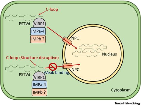 Unraveling The Mystery Of Viroid Nuclear Import Trends In Microbiology