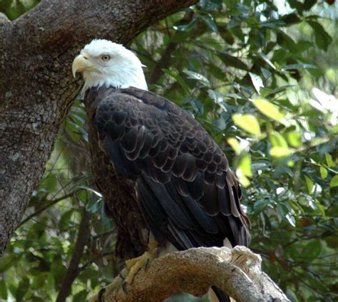 Southern Bald Eagle Climate Adaptation Explorer