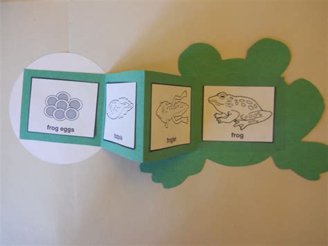 Life Cycle Of A Frog Activity