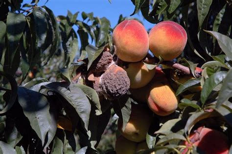 10 Peach Tree Diseases And How To Treat Them Rhythm Of The Home