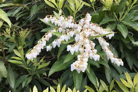 Andromeda Pieris Gardening History Planting A Z