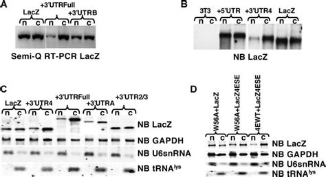 E Se Is Sufficient For Eif E Mediated Mrna Transport Polya Rna