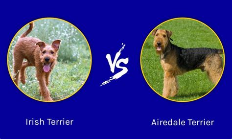 Irish Terrier vs Airedale Terrier: What are the Differences? - Wiki Point