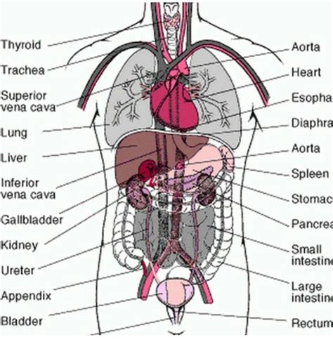 Male Anatomy Organs Diagram Organs Organ Diagrams Liver Char