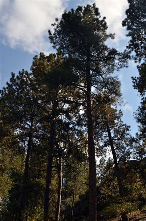 Ponderosa Pine Trees - PICRYL Public Domain Search