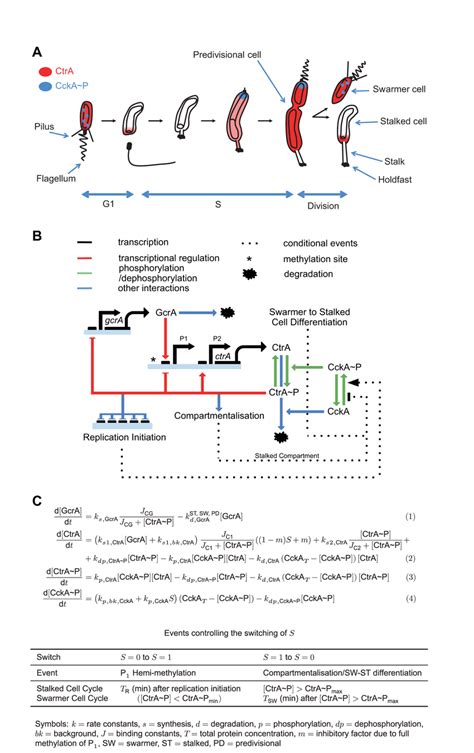 Minimal Model Of Caulobacter Crescentus Cell Cycle A Schematic Of