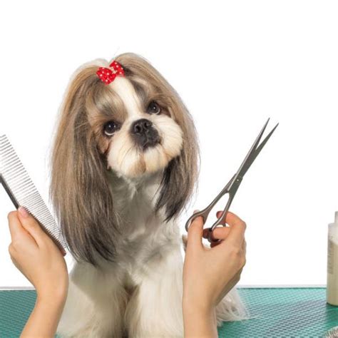 Sint Tico Foto Como Cortarle El Pelo A Un Perro Con Tijeras El Ltimo