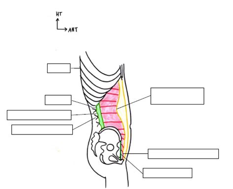 Diagramme De An Vue Lat Rale Du Muscle Transverse Vue La