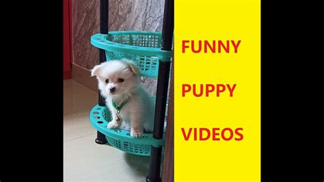 Funny Puppy Videos - YouTube