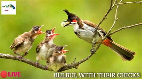 Bulbul Feeding Their Chicks In The Nest Parental Care In Birds