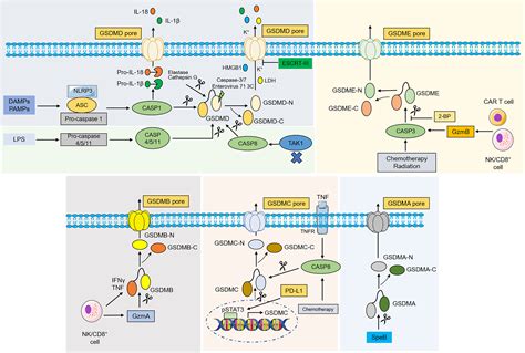 Frontiers Pyroptosis A New Insight Of Non Small Cell Lung Cancer