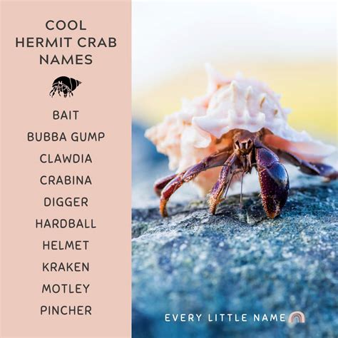 150 Best Hermit Crab Names Cute Funny And Cool Ideas Every