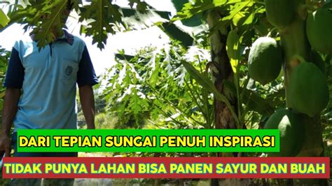 MEMANFAATKAN LAHAN DI TEPIAN SUNGAI UNTUK PERTANIAN PANEN SAYUR DAN