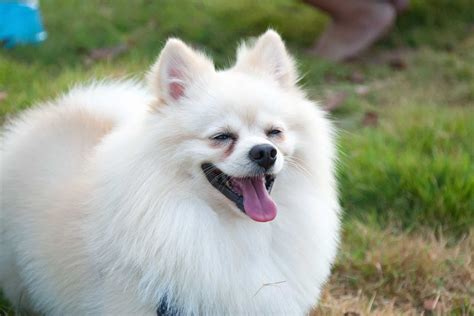 13 Dog Breeds With Purple Tongues (With Pictures & Facts)