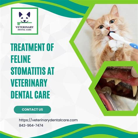 Treatment Of Feline Stomatitis At Veterinary Dental Care Veterinary