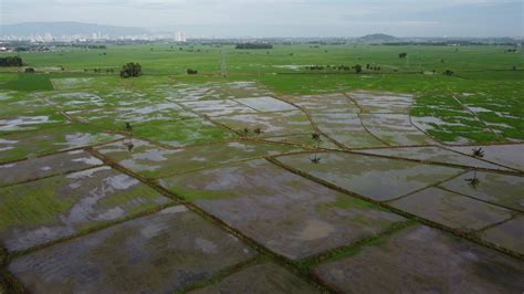 Aerial view green paddy field 8615071 Stock Video at Vecteezy