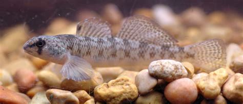 Tesselated Darter The Fishes Of The Nashua River Watershed