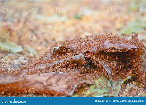 Red ant nest on the ground stock image. Image of leaves - 39238407