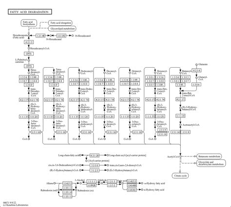 Kegg Pathway Fatty Acid Degradation Reference Pathway