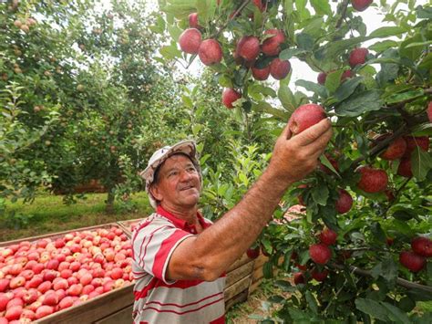 S O Joaquim Lidera Gera O De Empregos Na Agropecu Ria