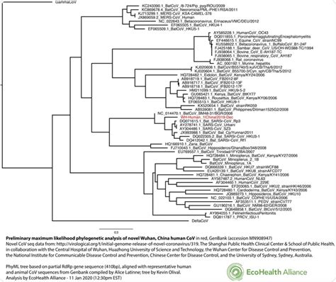 The Phylogenetic Tree Of The Sars Cov 2 Virus