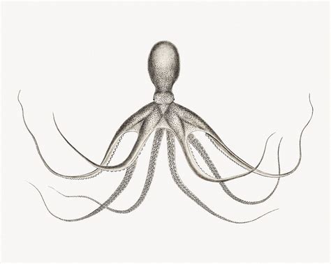 Octopus vintage illustration | Premium Photo - rawpixel