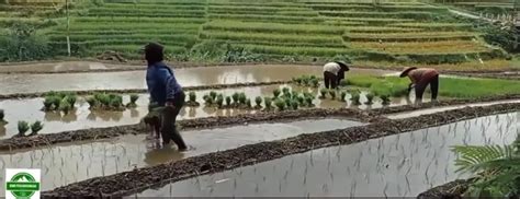 Menilik Tradisi Unik Pertanian Desa Penanggungan