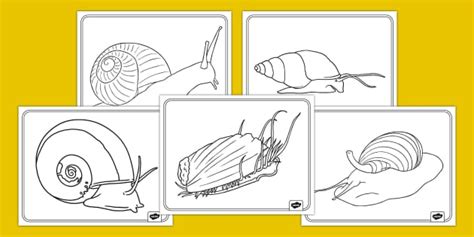 Snail Coloring Sheets Teacher Made Twinkl