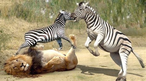 OMG! The zebra counterattacks the lion, and the outcome