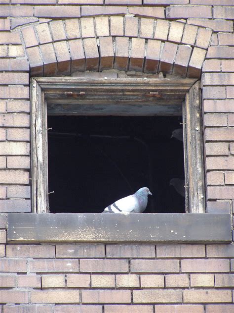 Pittsburgh Pa 3 Pigeons In Braddock Joe Katrencik Flickr