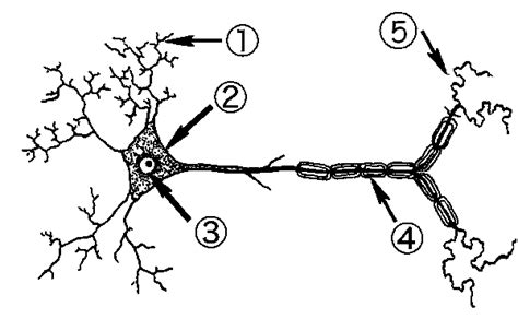 Neuron Labeling Worksheet - Nervous System Label The Neuron - - Gallery Mccaffrey