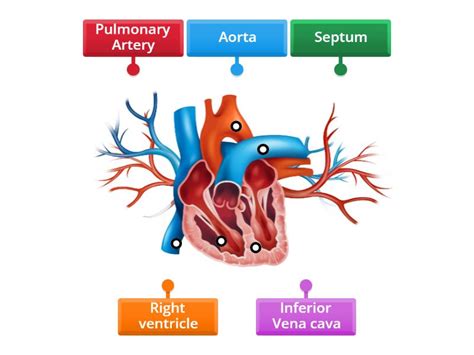 Label the Heart - Labelled diagram