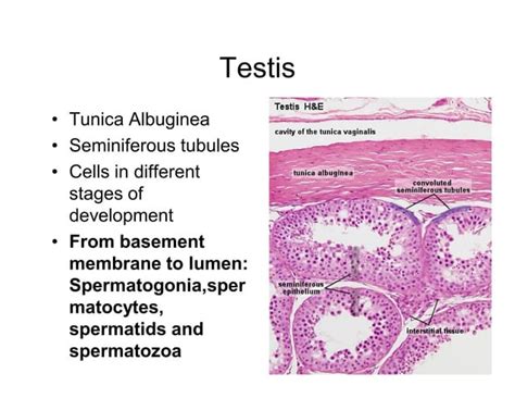 Male Reproductive system histology | PPT