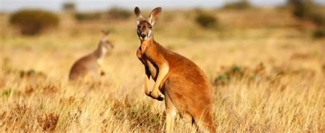 9 Interesting Facts about Australia